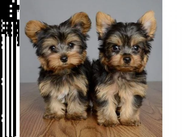vendita cucciolo cuccioli di yorkshire mini toy fantastici e piccoli