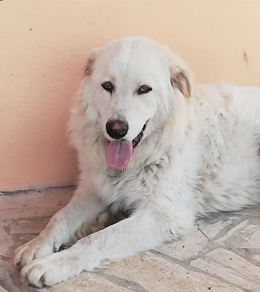 lucio il maremmano | Foto 3