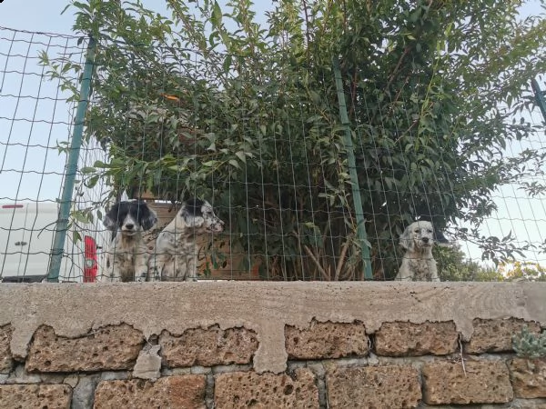 regalo cuccioli  | Foto 1