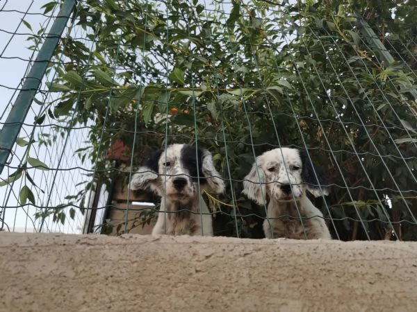 regalo cuccioli 