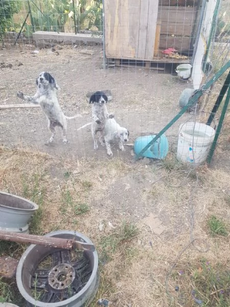 regalo cuccioli  | Foto 0