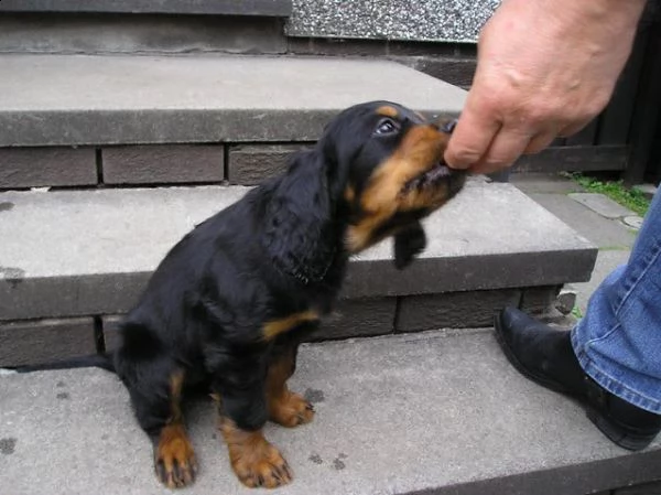 cuccioli di gordon setter pedigree enci
