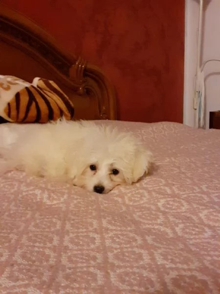 cucciola maltese in vendita