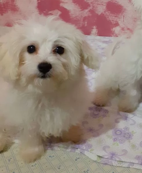 cucciola maltese in vendita | Foto 0