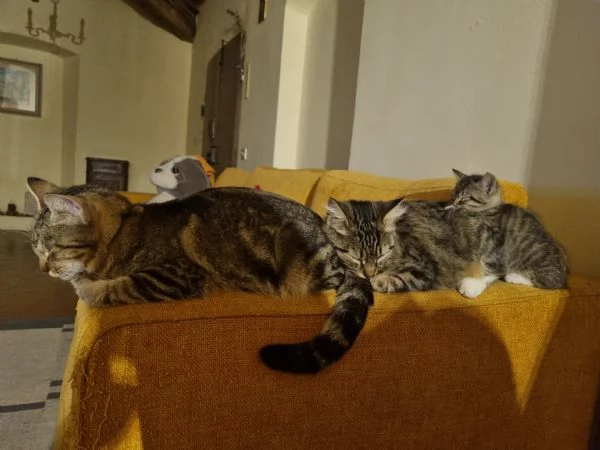 GATTINA IN REGALO