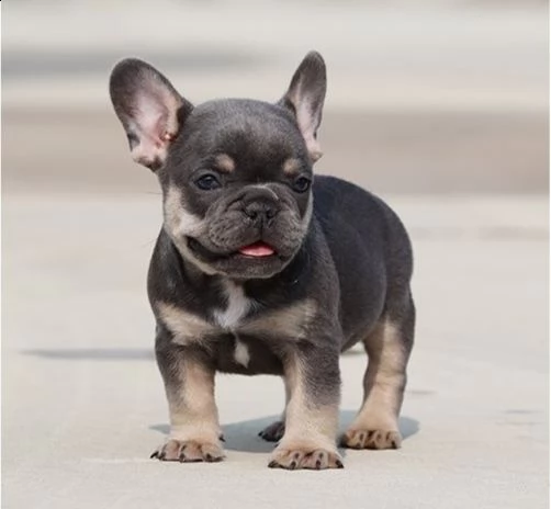 cuccioli di bulldog francese per ladozione