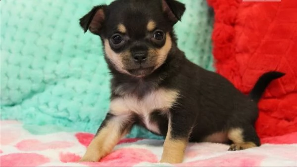  regalo chihuahua cuccioli meravigliosi  