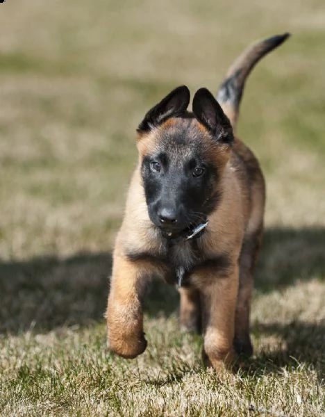 cuccioli di pastore belga malinois | Foto 2