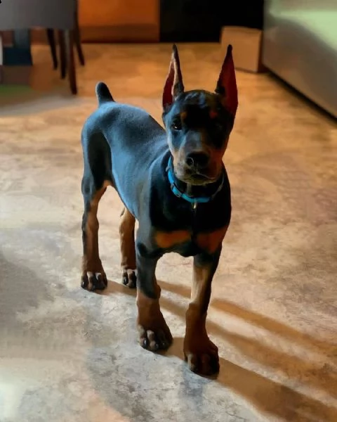 regalo adorabili cuccioli dobermann femminucce e maschietti gratuita i cuccioli sono vaccinati sverm