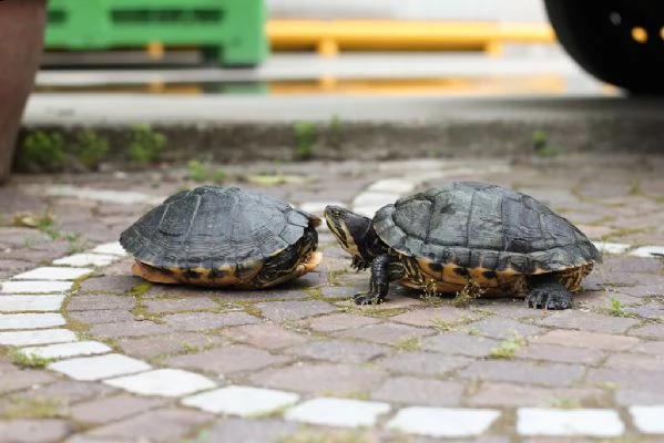 cucciolo tartarughe in vendita 