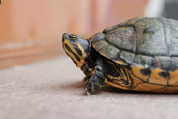 cucciolo tartarughe in vendita  | Foto 1