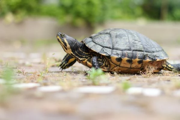 cucciolo tartarughe in vendita  | Foto 0