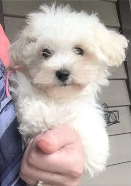 regalo bolognese cuccioli meravigliosi  