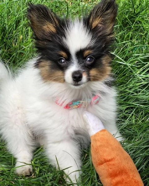 regalo cuccioli di papillon bellissimi cuccioli disponibili carattere adorabile sono docili ed aff