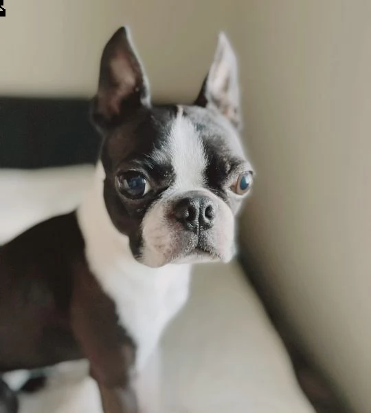 giocattolo di dimensioni regalo mini canile   boston terrier ho dei bellissimi cuccioli di boston te