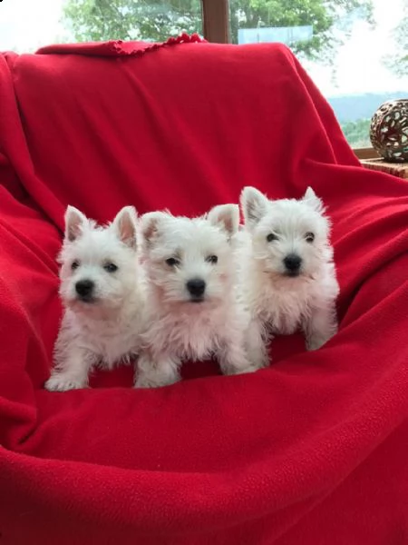 regalo cuccioli di west highland white terrier in pronta consegna provvisti di  microchip  due v