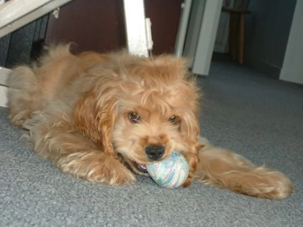 bellissimi cuccioli di cocker spaniel | Foto 1