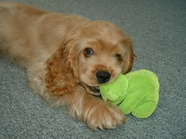 bellissimi cuccioli di cocker spaniel | Foto 0