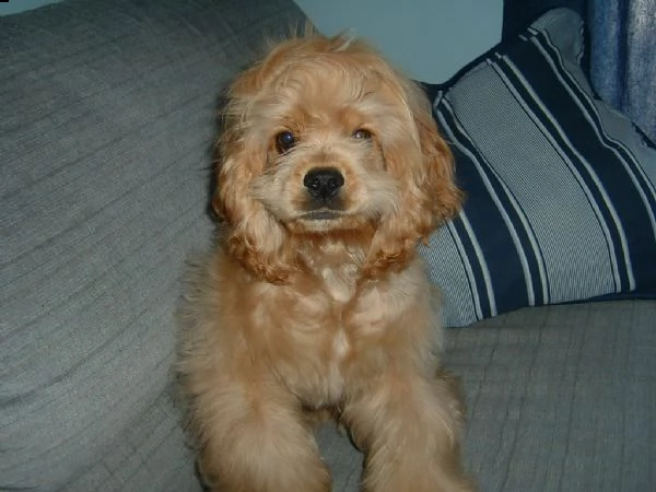 bellissimi cuccioli di cocker spaniel