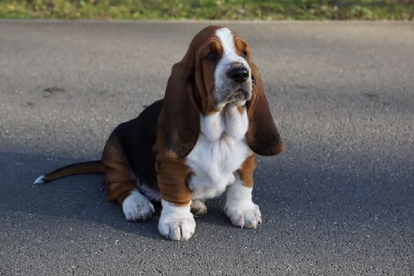 cuccioli di bassethound con pedigree enci | Foto 2