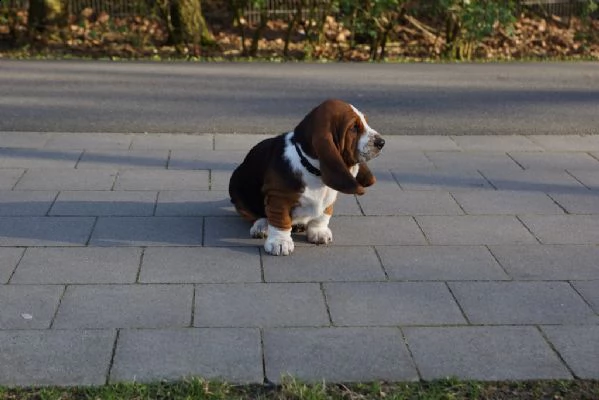 cuccioli di bassethound con pedigree enci | Foto 1