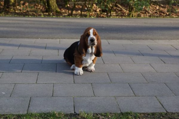 cuccioli di bassethound con pedigree enci | Foto 0