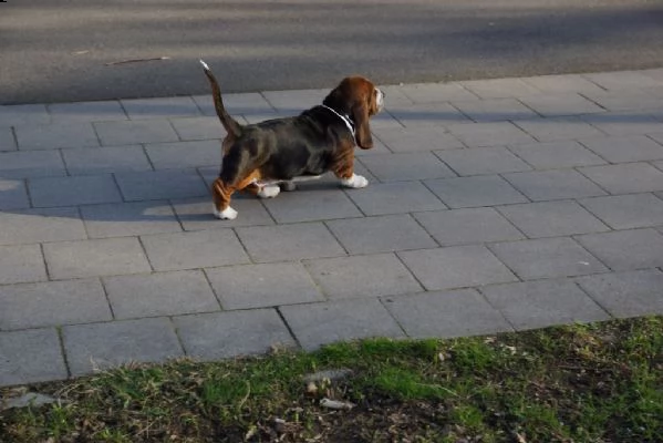 cuccioli di bassethound con pedigree enci