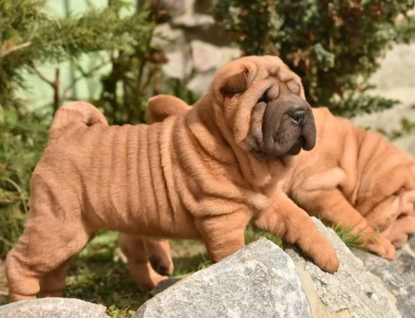 splendidi cuccioli di sharpei con pedigree  | Foto 2