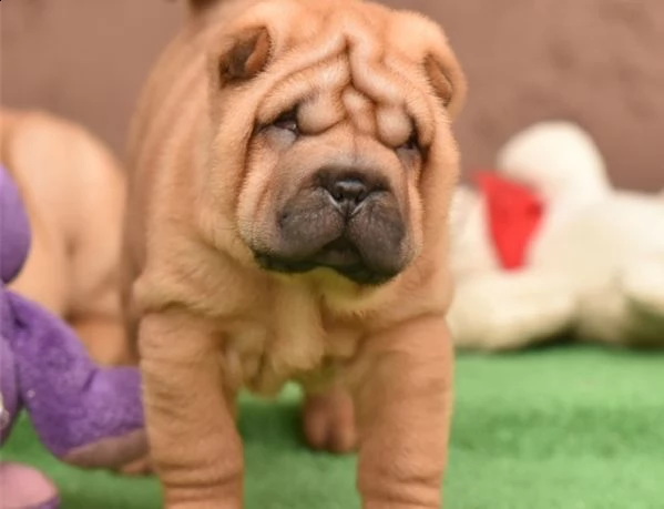 splendidi cuccioli di sharpei con pedigree  | Foto 1