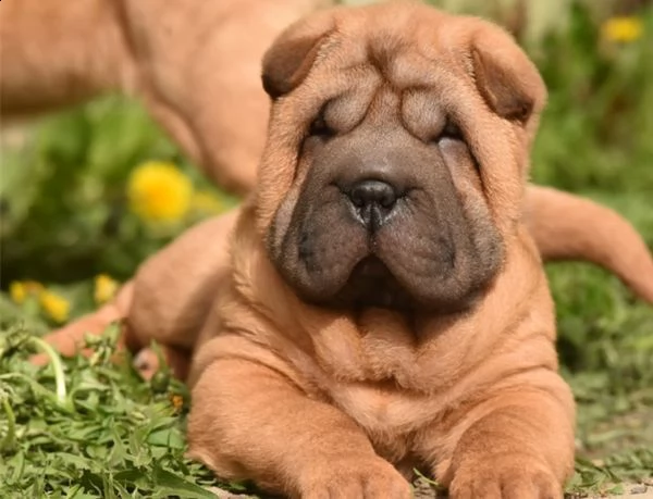 splendidi cuccioli di sharpei con pedigree  | Foto 0