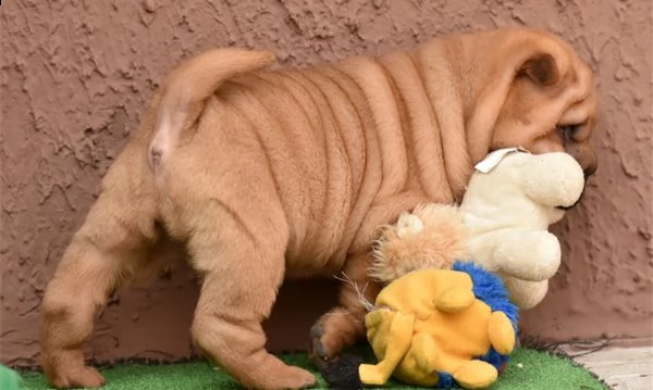 splendidi cuccioli di sharpei con pedigree 