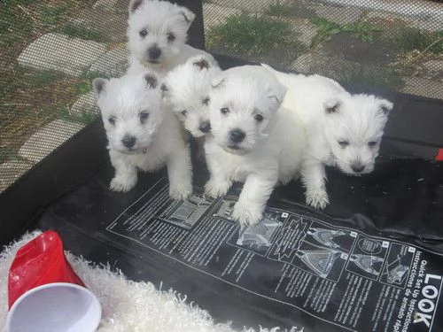 regalo adorabili cuccioli  west highland terrier bianco femminucce e maschietti disponibili