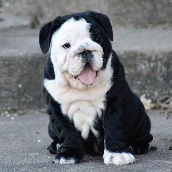 regalo bulldog inglese cuccioli con pedigree bulldog inglese pelo corto taglia piccola molto belli 