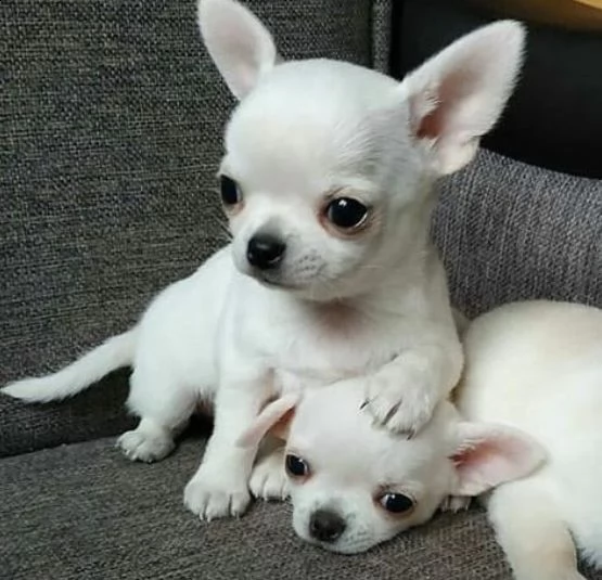    regalo cuccioli di chihuahua | Foto 0