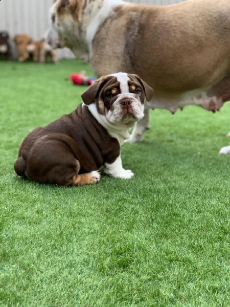 regalo bulldog inglese cuccioli con pedigree