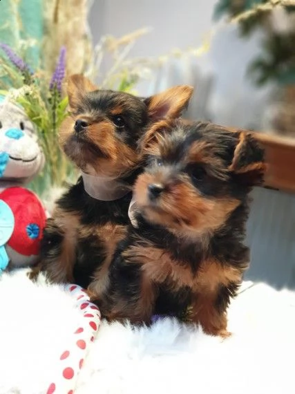regalo cuccioli di yorkshire in pronta consegna provvisti di  microchip  due vaccini  svermina