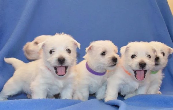 regalo cuccioli di west highland white terrier in pronta consegna provvisti di  microchip  due v