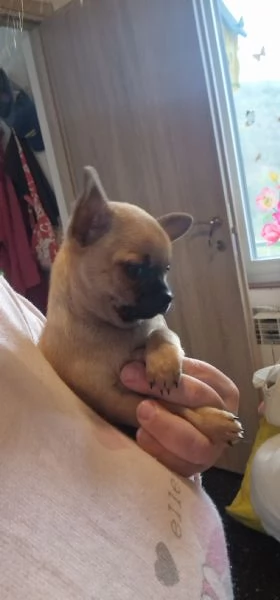 Chihuahua maschi 2