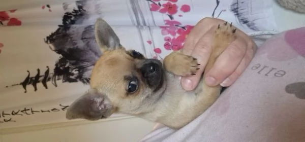 Chihuahua maschi 2 | Foto 2