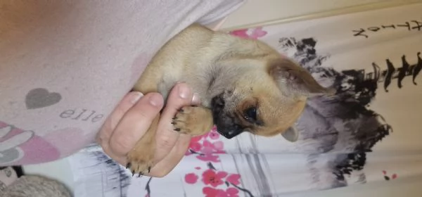 Chihuahua maschi 2 | Foto 1