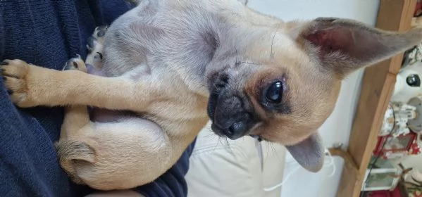 Chihuahua maschi 2 | Foto 0