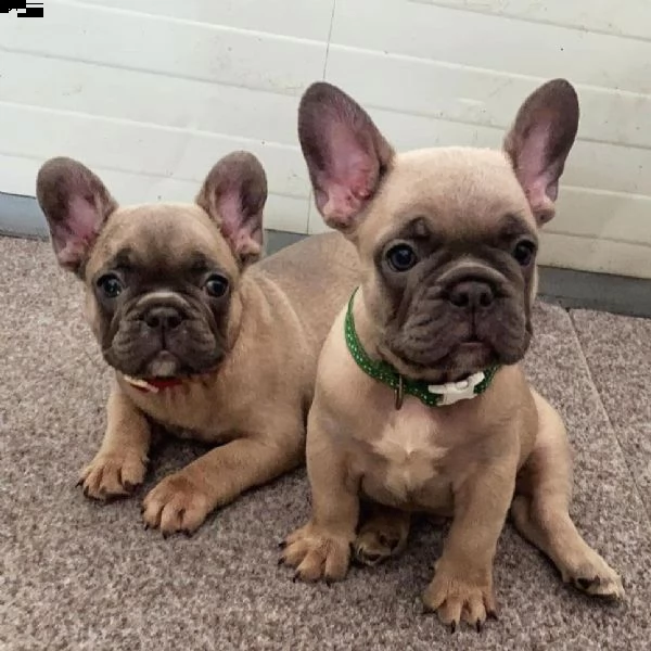 adorabili cuccioli di carlino messi in adozione
