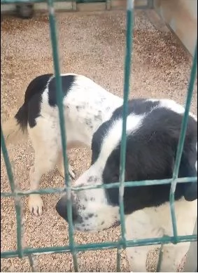 pablo il gigane tenerone - 60kg 3 anni