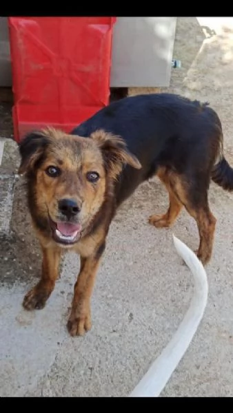 leon, simpaticissimo maschietto 6 mesi