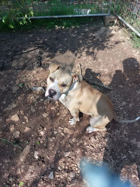 carolina la nostra pitt coccolina! 15kg, 2anni | Foto 0