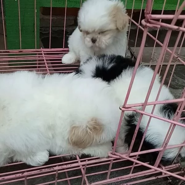 simpatici cuccioli di shih tzu disponibili per amare la casa