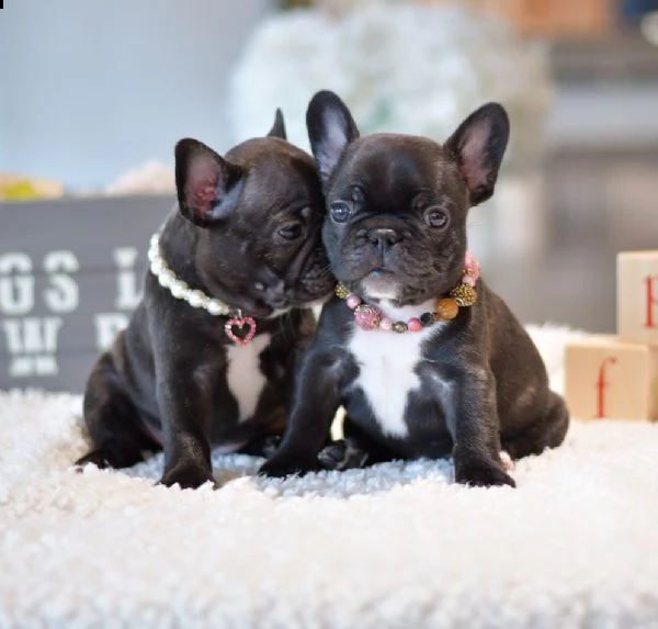 bellissimi cuccioli di bulldog francese per una casa amorevole | Foto 3