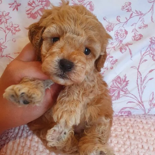 bellissimi cuccioli di barboncino toy disponibili e pronti per andare a casa | Foto 3