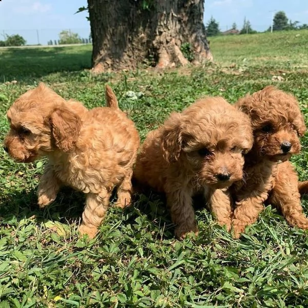 bellissimi cuccioli di barboncino toy disponibili e pronti per andare a casa