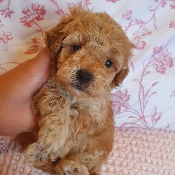 bellissimi cuccioli di barboncino toy disponibili e pronti per andare a casa | Foto 1